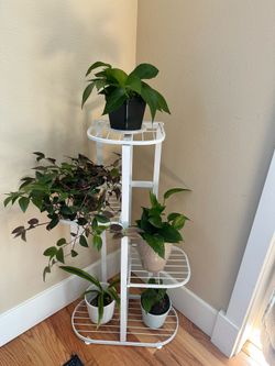 Plant stand/ plants