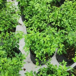 Plantas De Chile Del Monte 3gallones 