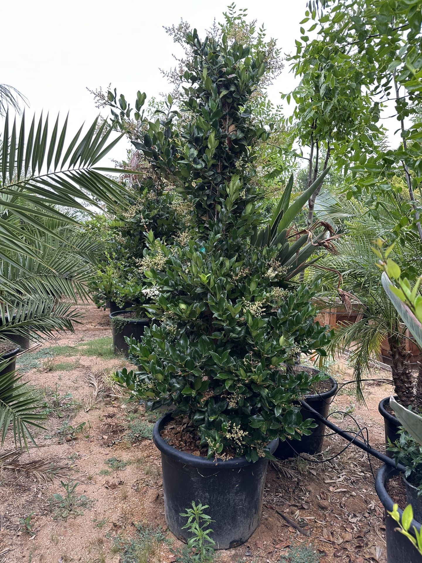 Ligustrum japonicum, Waxleaf Privet Hedges plant, 25g
