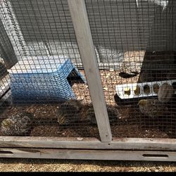Cage