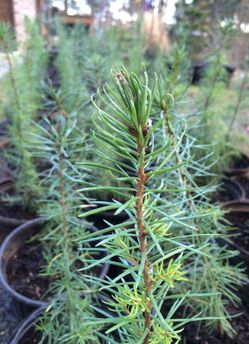 1-gal Douglas & White firs