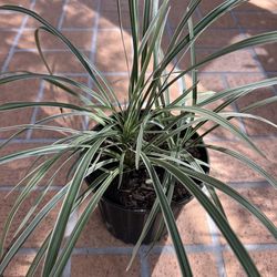 Aztec Grass - Size: 1/2 Gallon, Live Plant 🪴 