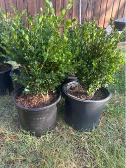 Box wood bushes