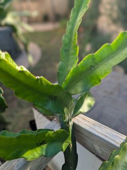Rare Grape Pop dragon fruit cutting