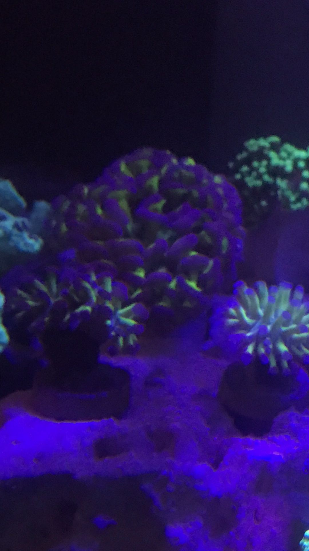 Large purple tip hammer coral