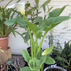 White calla lily Zantedeschia aethiopica houseplant plant flower