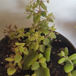 Pillow Plant Trailing Succulent