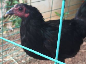Black McRae Pullet