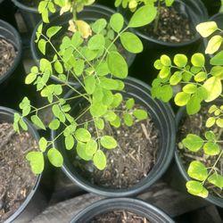Moringa Plants/Trees