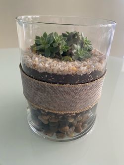 Desert Succulent Terrarium