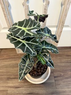 Alocasia Amazonica Polly