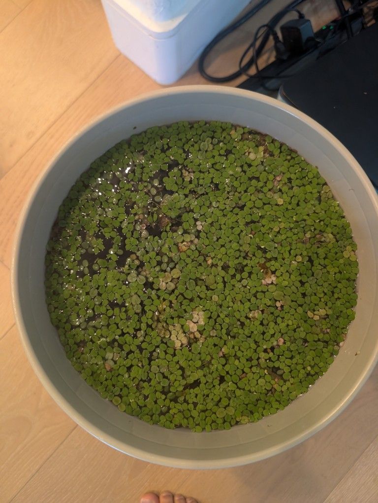 Floating Aquarium Plants Water Spangles + Duck Weed