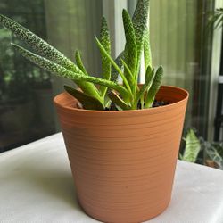 Indoor Plant