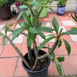 Plants For Sale 