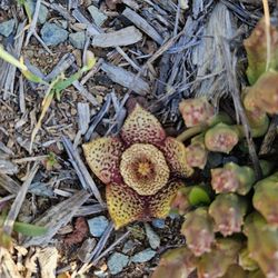 Rase succulent in a Decorative ceramic pot