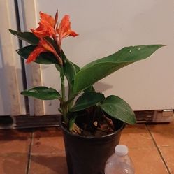 Beautiful Flowers With Pot 