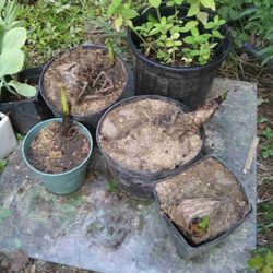 Banana Plants Perennials Cold Hardy And Mother Plant Grows Bananas 