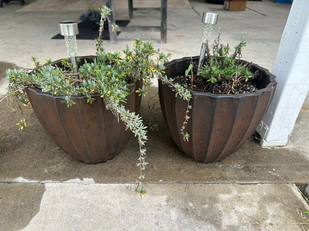 2 Unknown Plants Comes With Pots for Sale in El Cajon, CA OfferUp