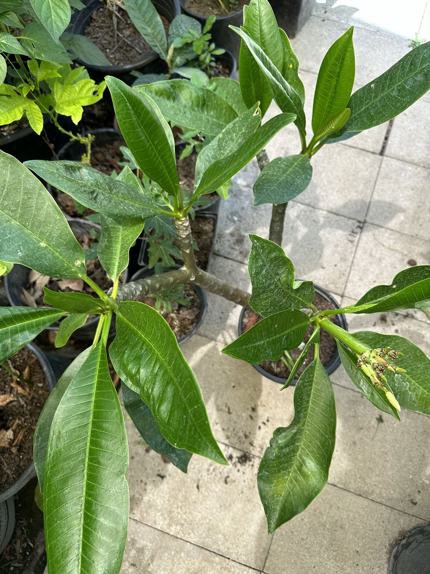 Beautiful Healthy Plumeria Flower Plant