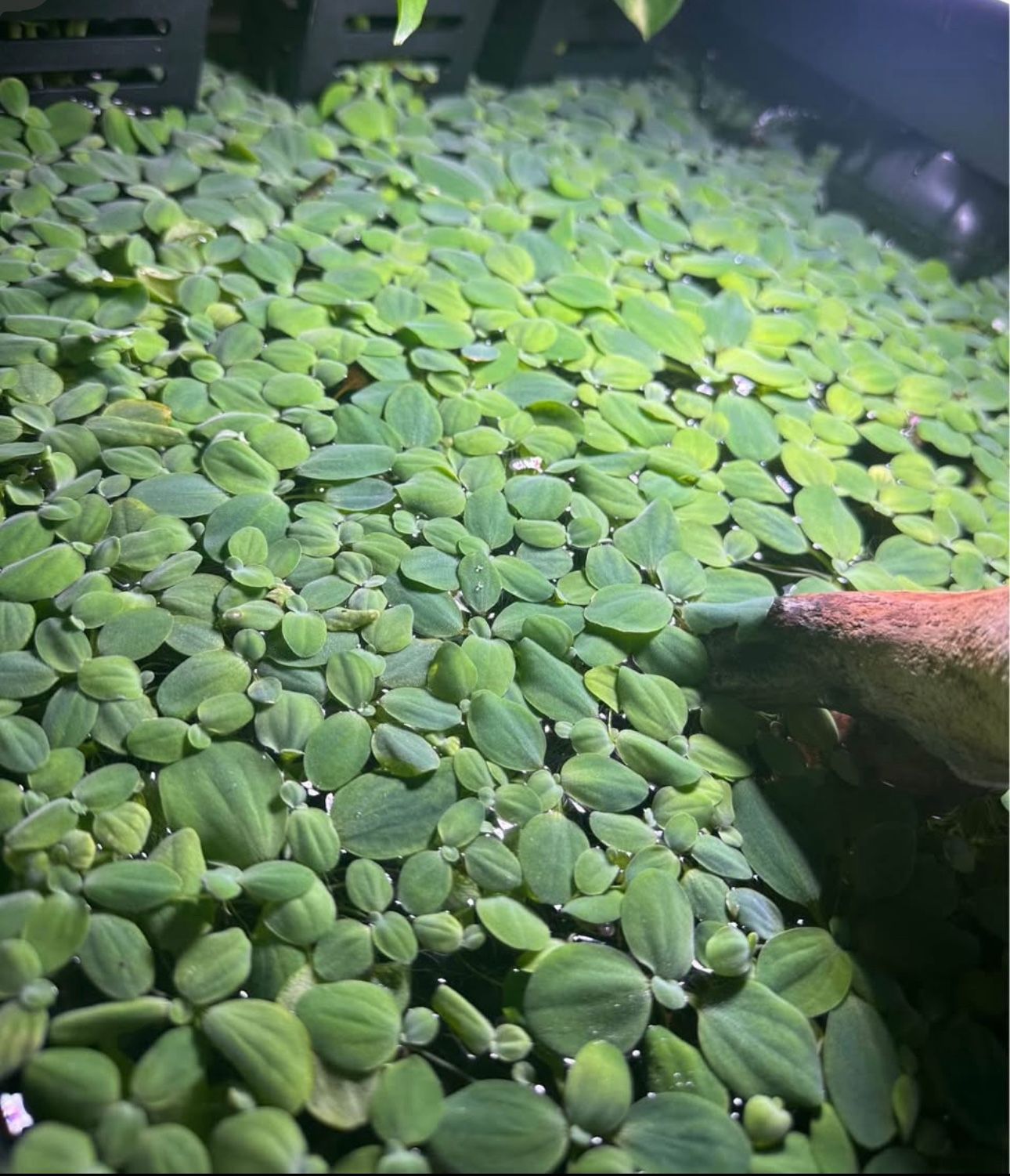 Water Lettuce