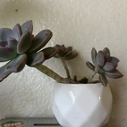 Succulent  in a small pot