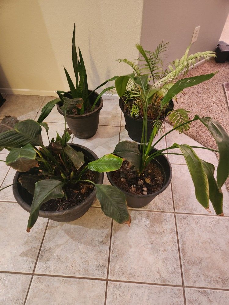 House Plants