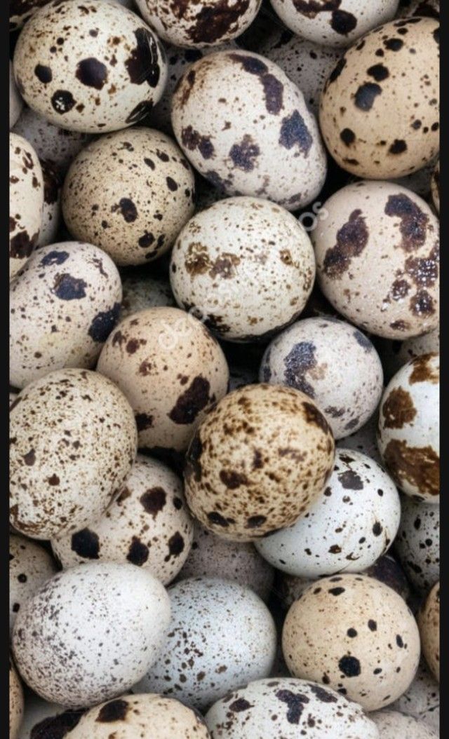 Fertilization quail egg