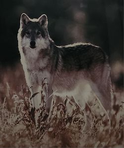 Lone Wolf Photo