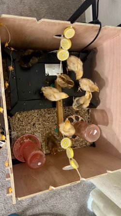baby chicks