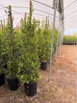 Indian Laurel ficus 15 gal