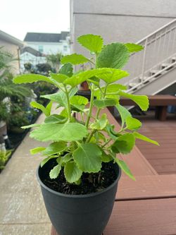 Cuban oregano