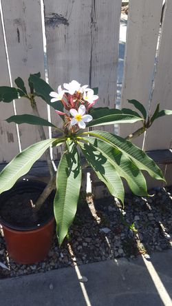 plumeria