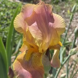 Iris Rhizome Flower Plant