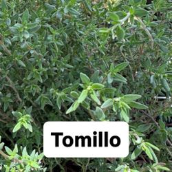 🌿 Plant: Tomillo (Thymus vulgaris)