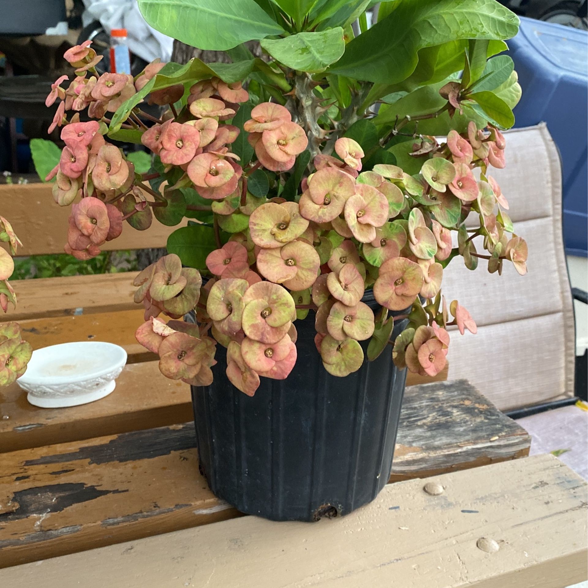 Coronas De Cristo Flor Grande $25.00Cada Una