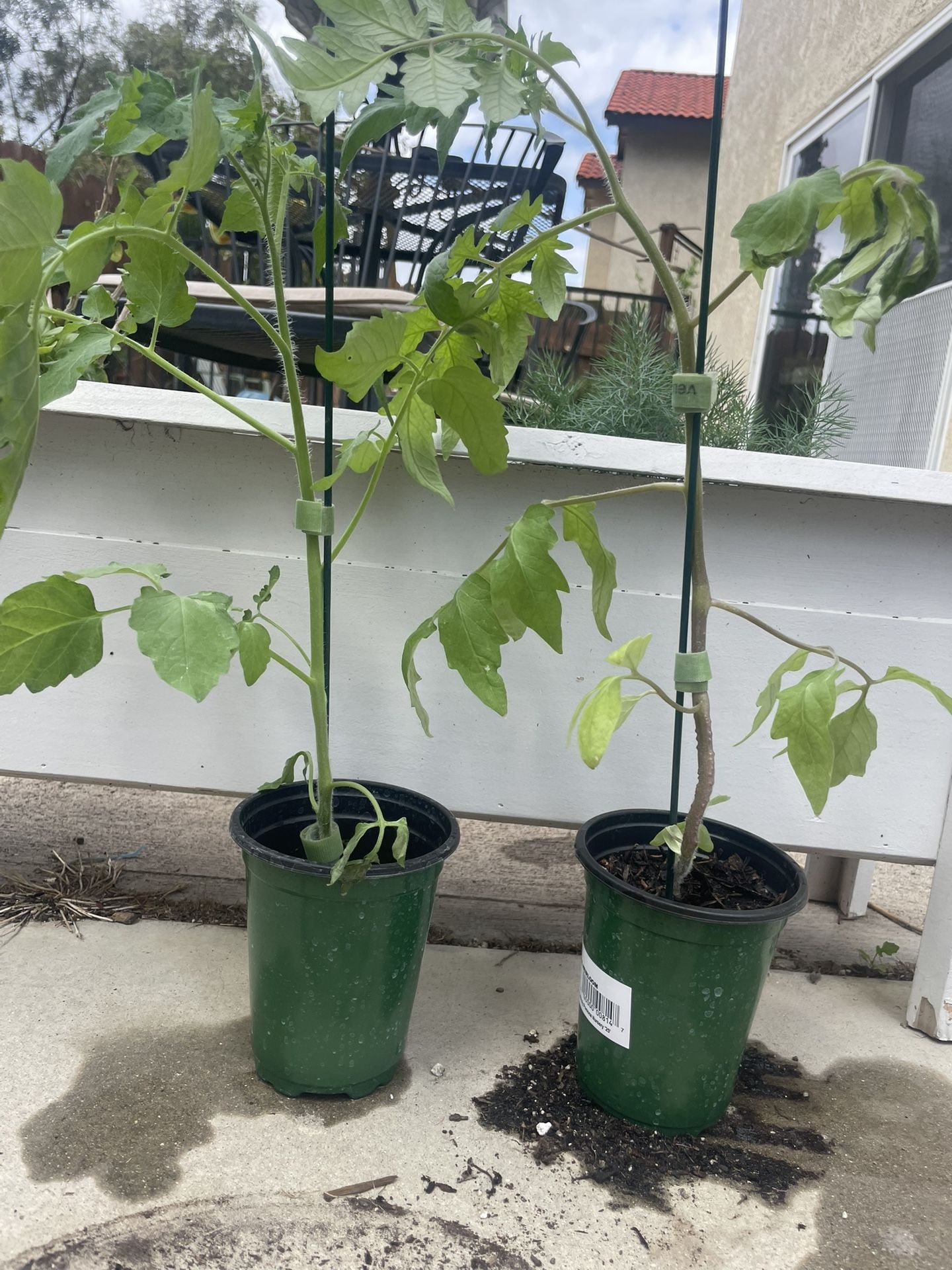 Organic Heirloom Tomato Plants 🍅 Buy One Get One Free !!!