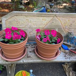 Potted Petunias, 2 Large Pot With Flowers