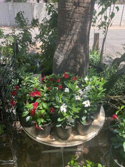 Red and white Brazilian jasmine plants
