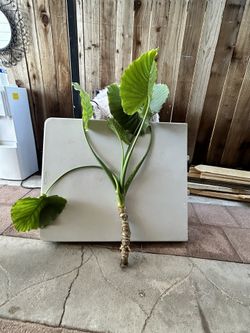 Elephant Ear