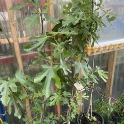 Fig Tree 🌲 5 Feet 