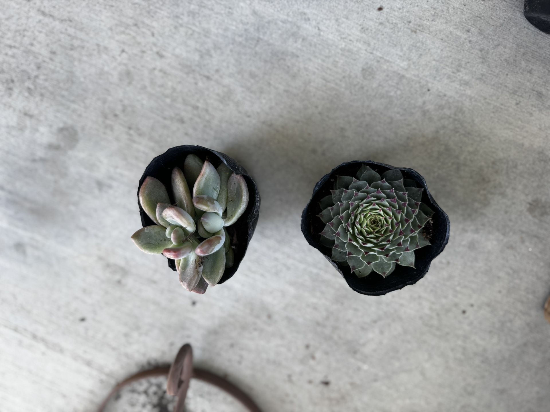 Succulents