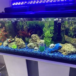 Aquarium 55 Gallon 