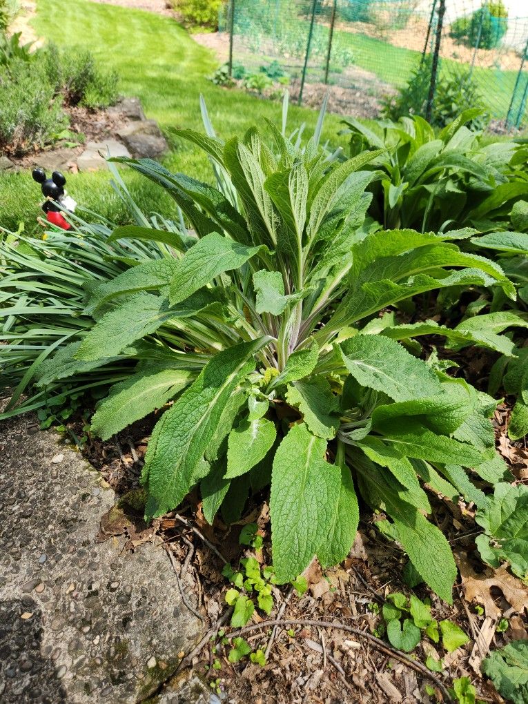 Foxglove  And More