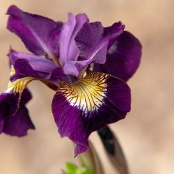 Siberian Iris Different Container Sizes