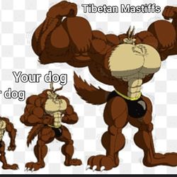 Large Dog Breed, Signs