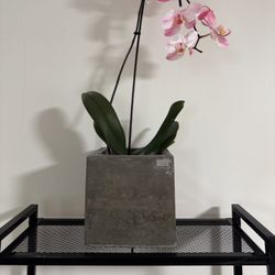 Concrete Planted / Pod 