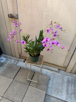 6” dendrobium zeschia lynn