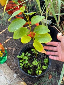 Over 1 foot tall healthy cherimoya/atemoya Fruit Tree