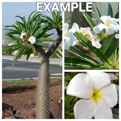 Cactus palm, Madagascar Palm, Rare, Unique and Beautiful