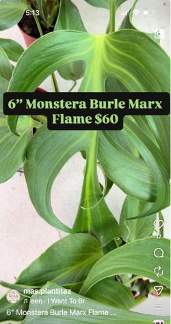 6” monstera burle Marx flame
